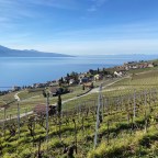 Lavaux
